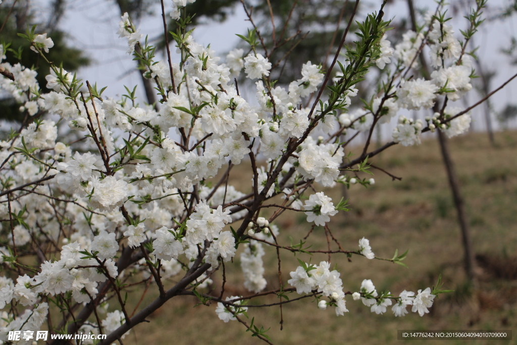 桃花
