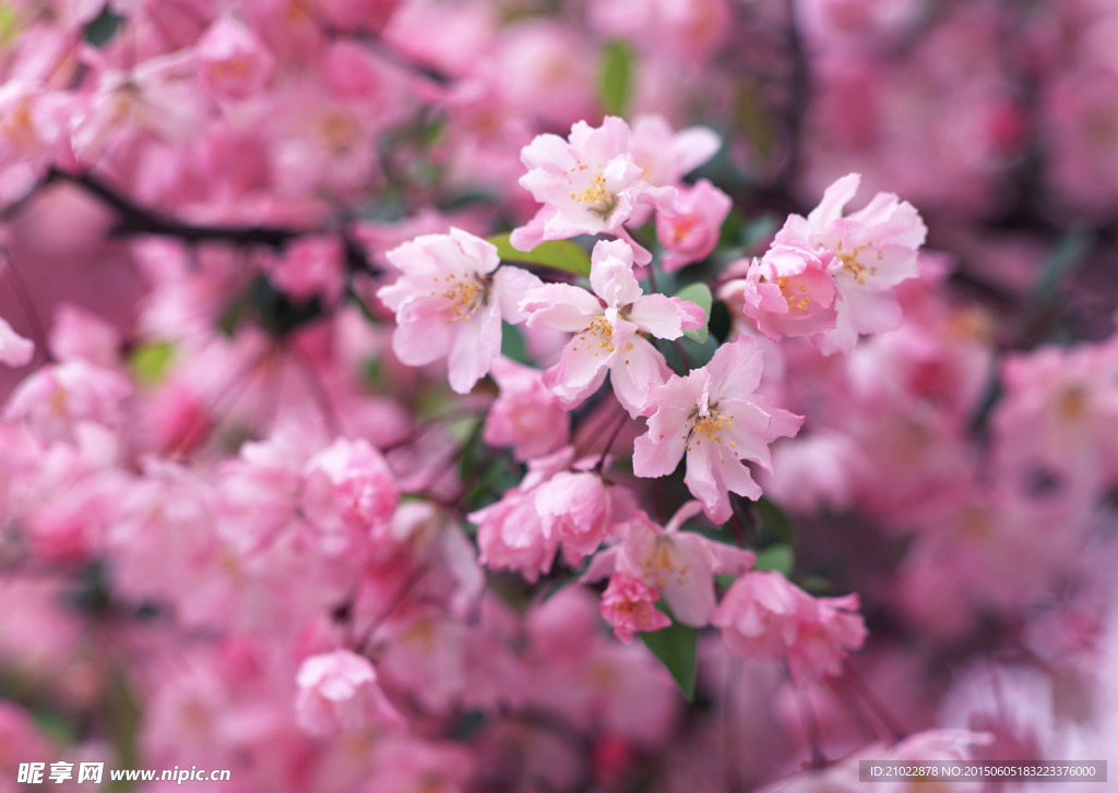 桃花红