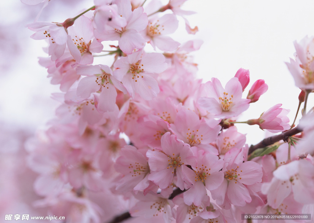 桃花红