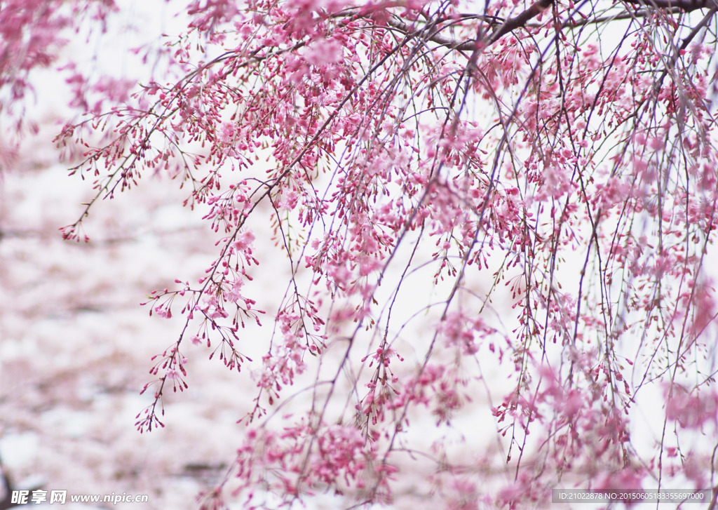 桃花红