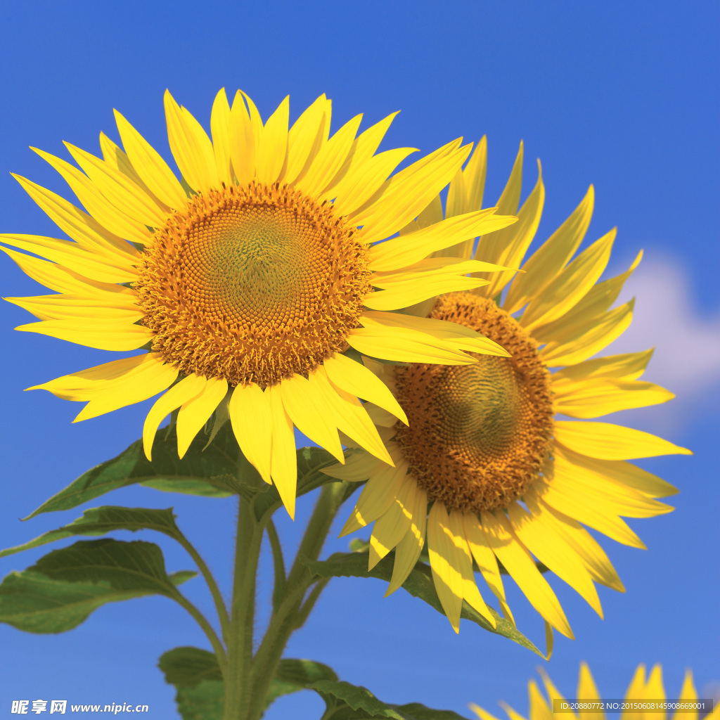 太阳花
