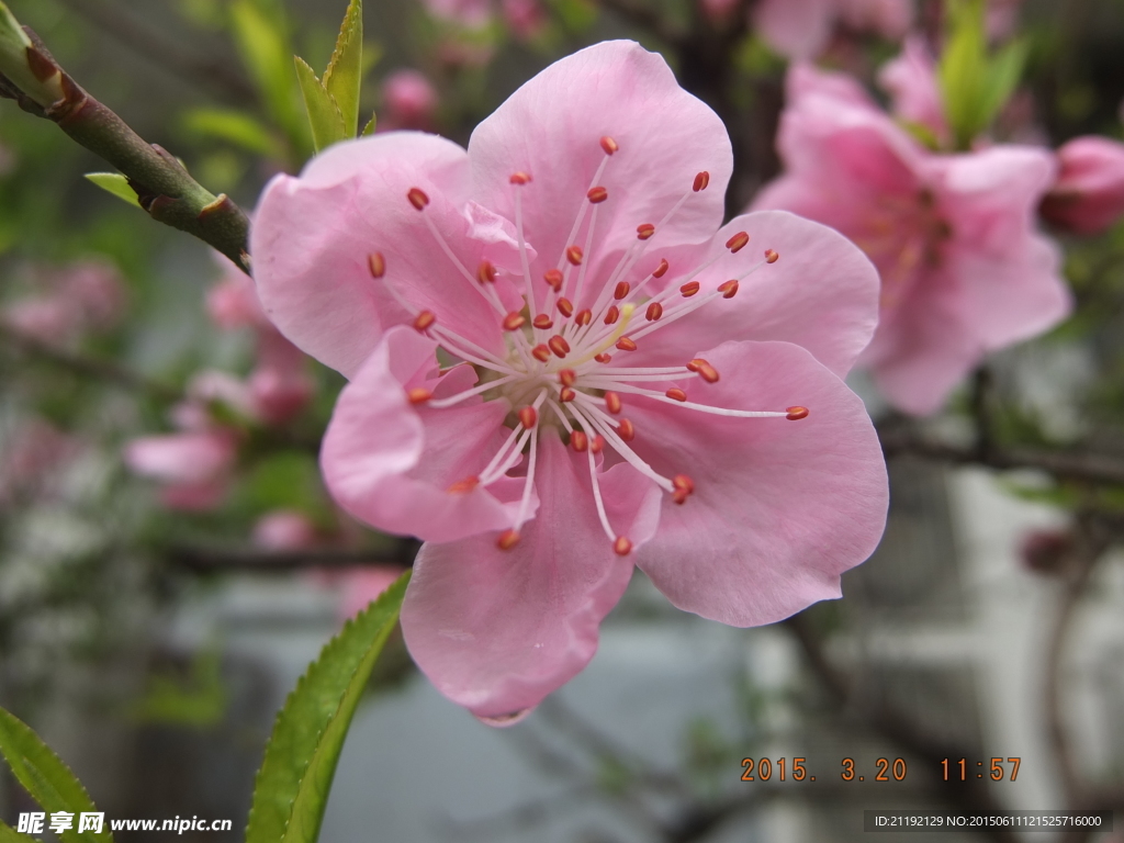 桃花