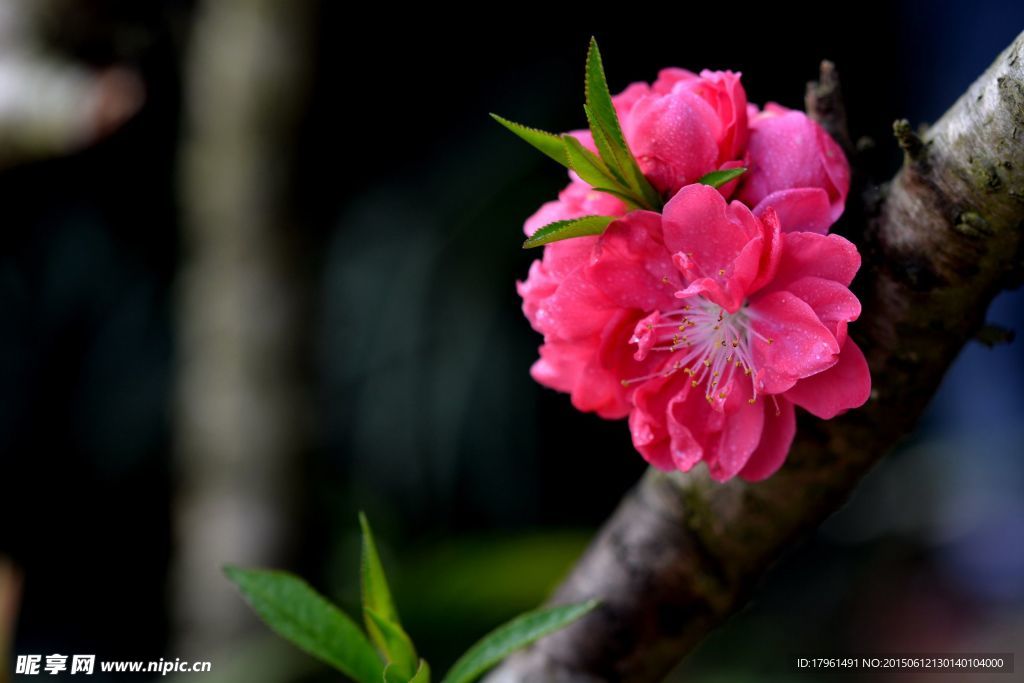 红碧桃