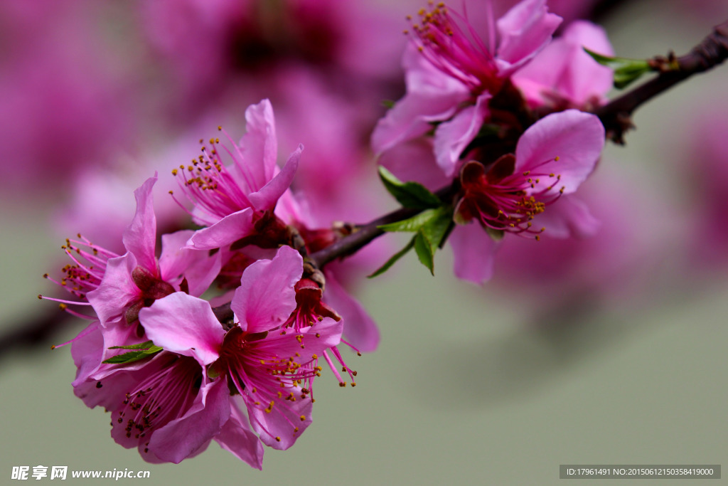 桃花