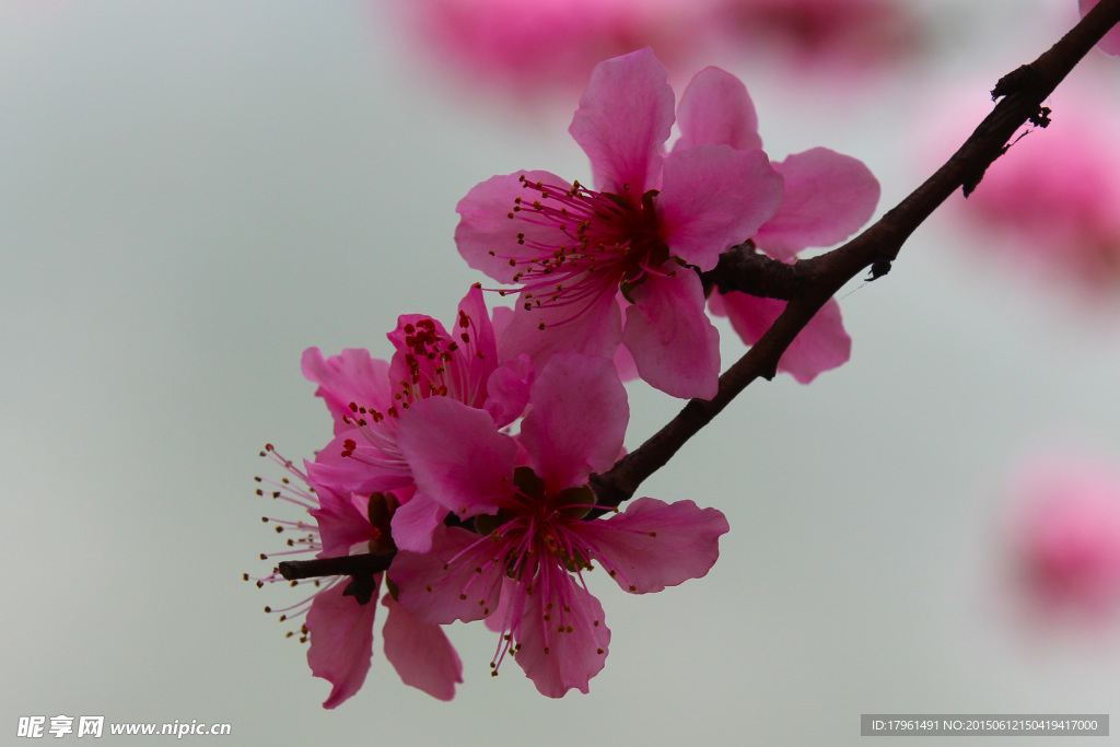 桃花