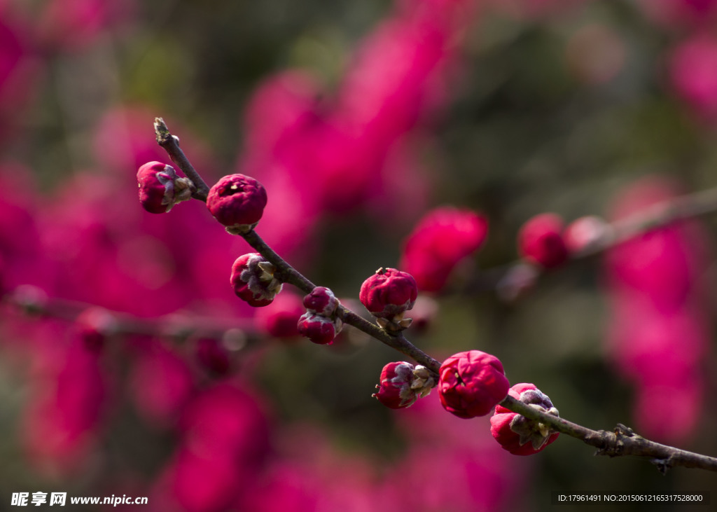 桃花