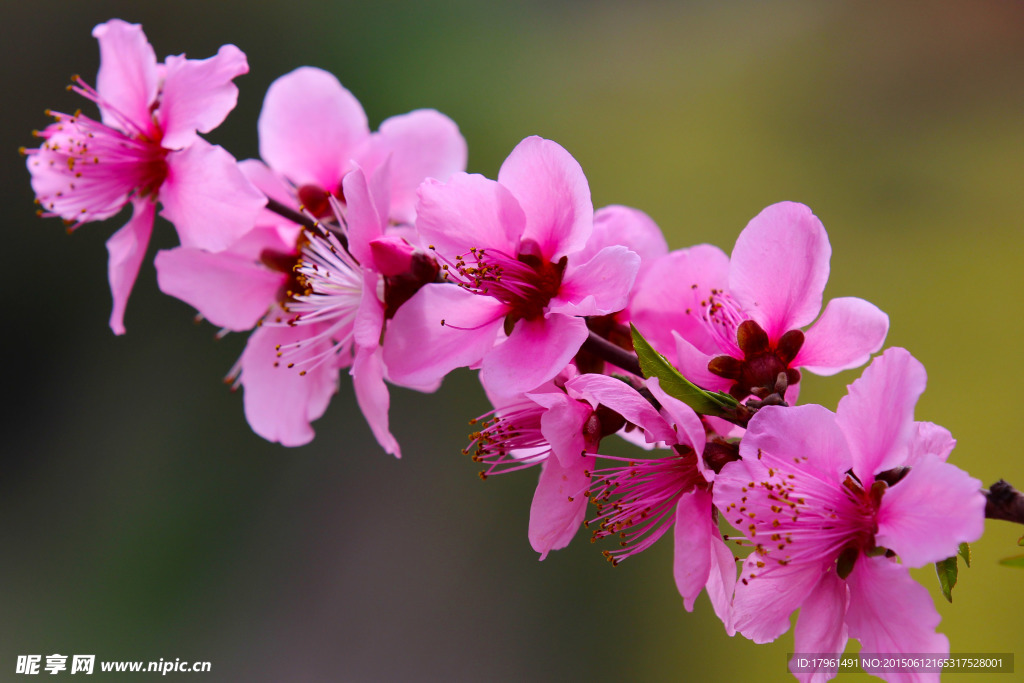 桃花