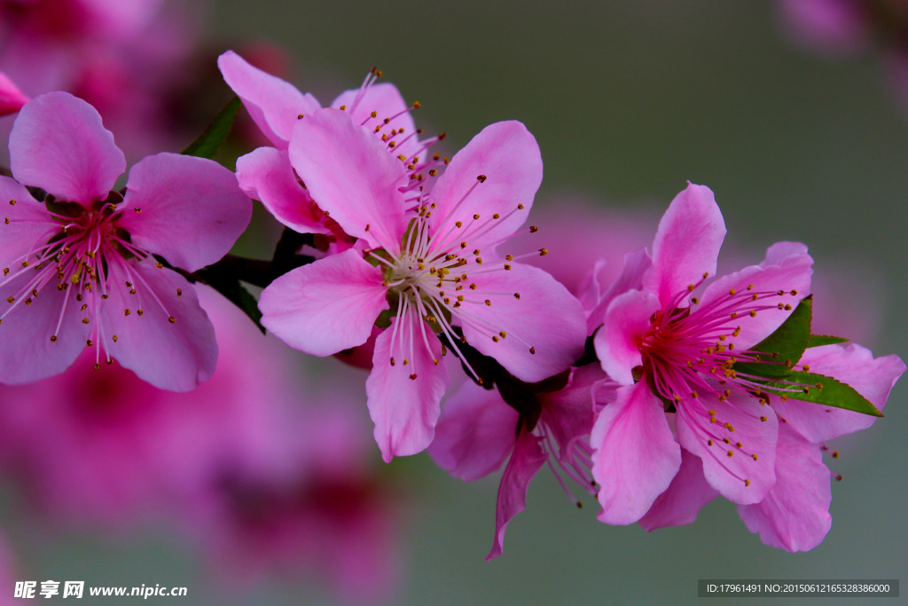 桃花