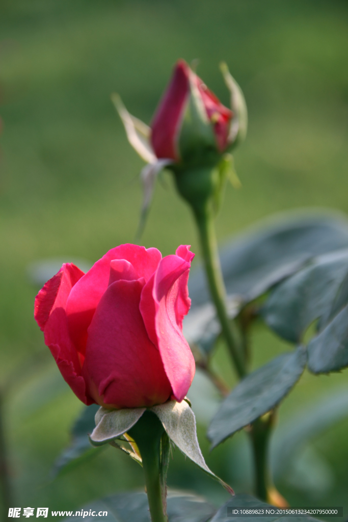 月季花