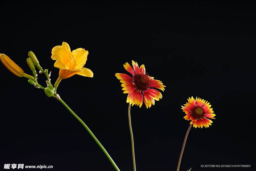 萱草花与天人菊