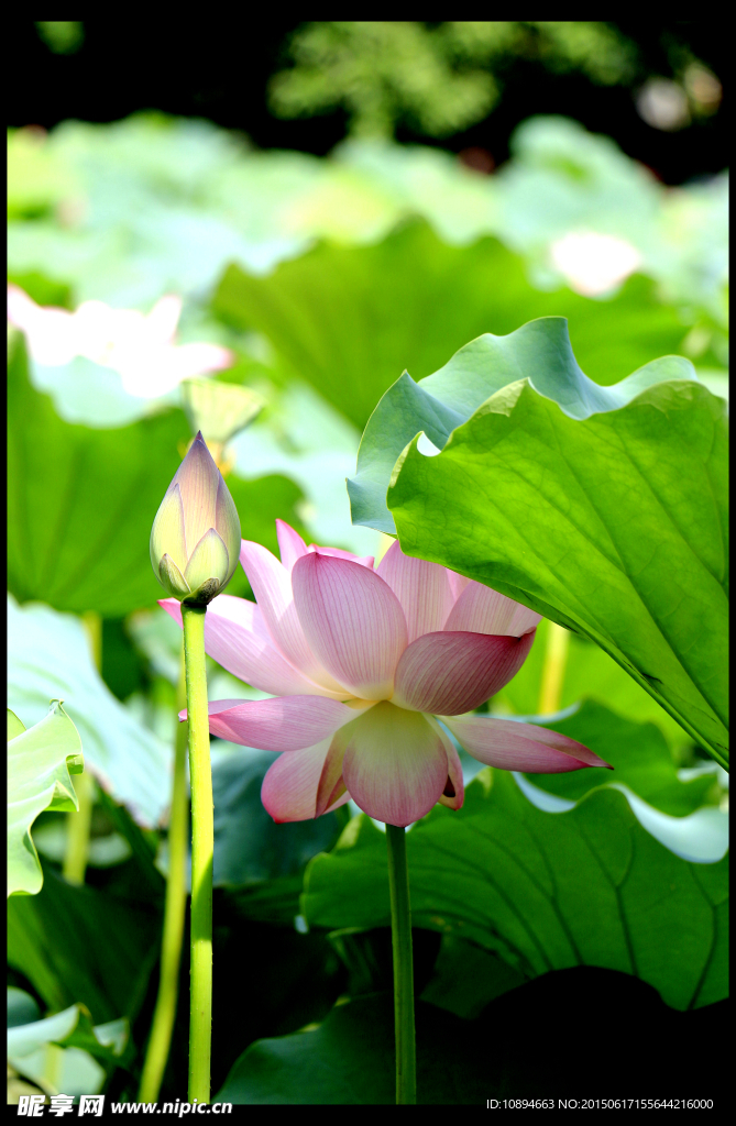 荷花