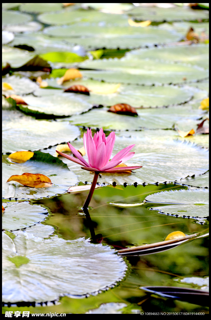 莲花
