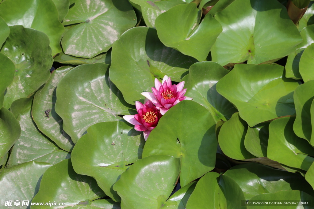 荷塘 睡莲