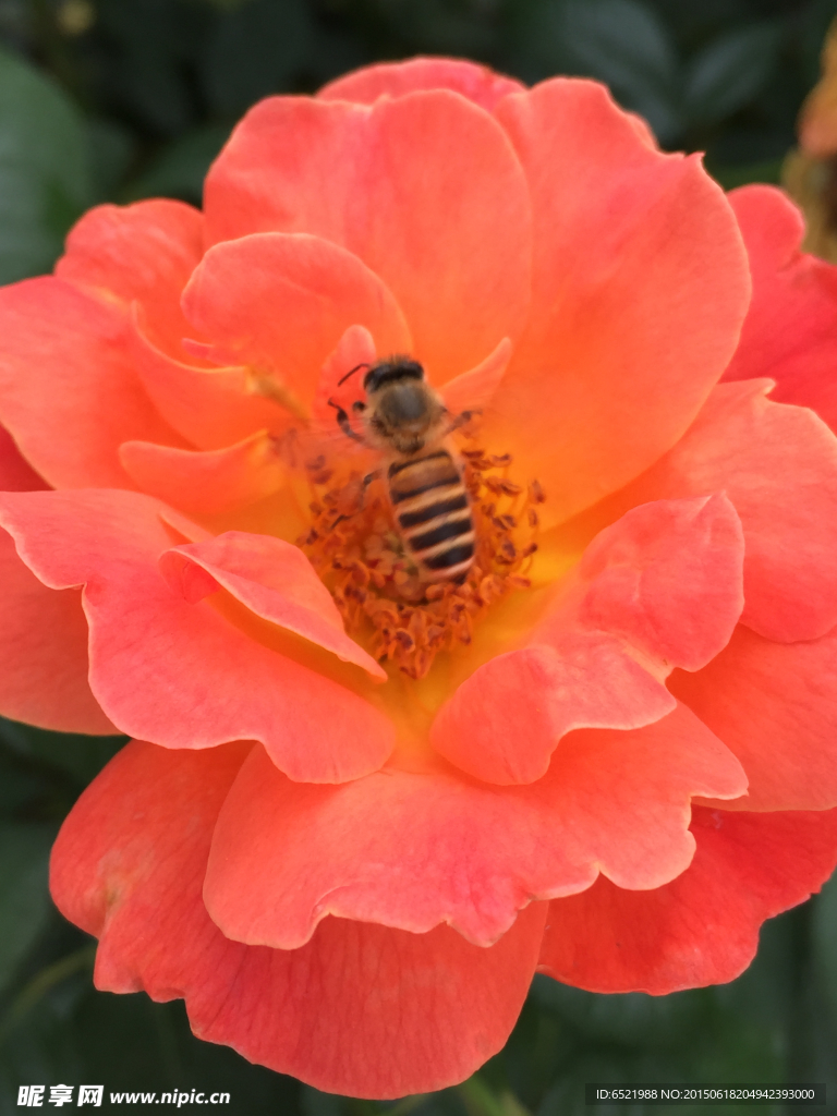 蜜蜂