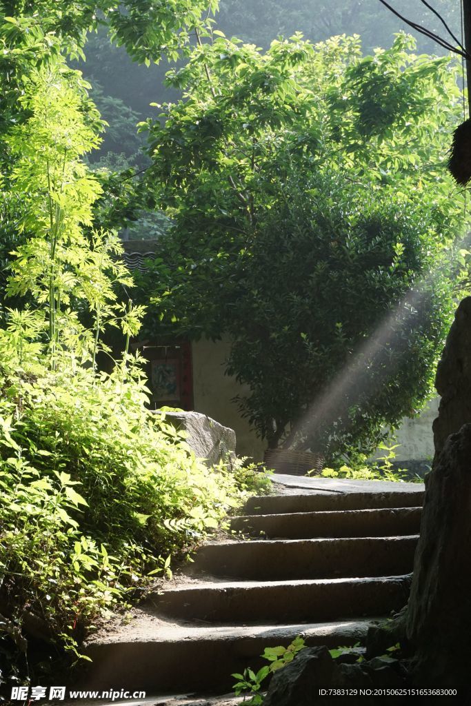 山间林荫道