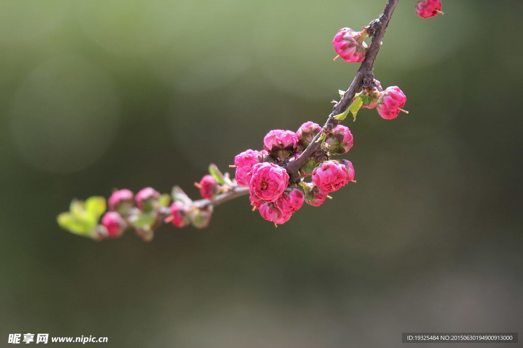 花枝