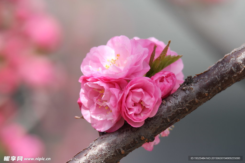 小花
