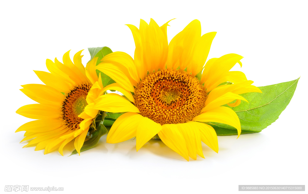 葵花