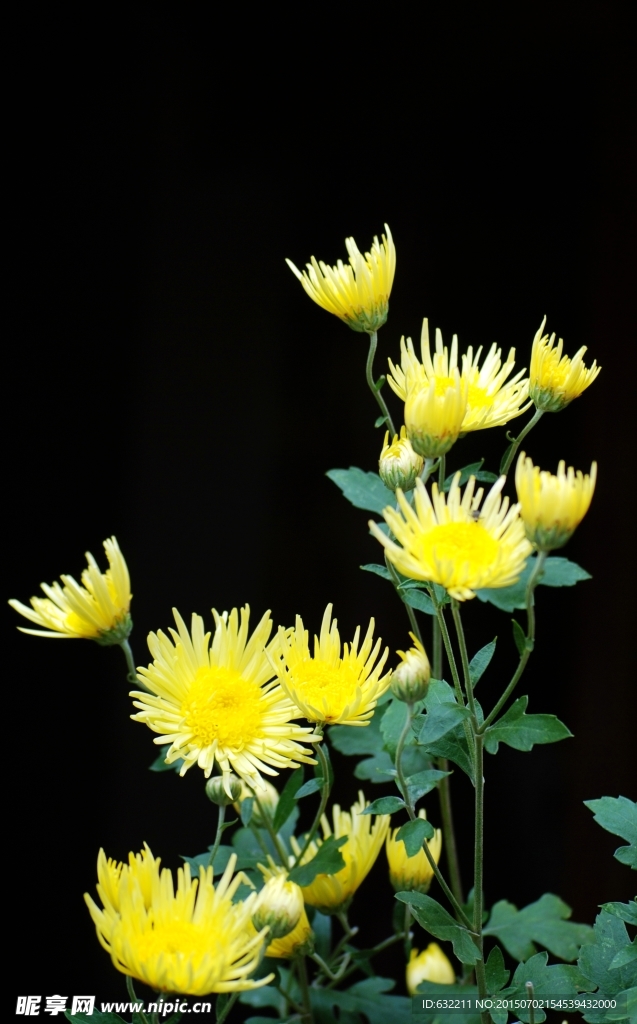菊