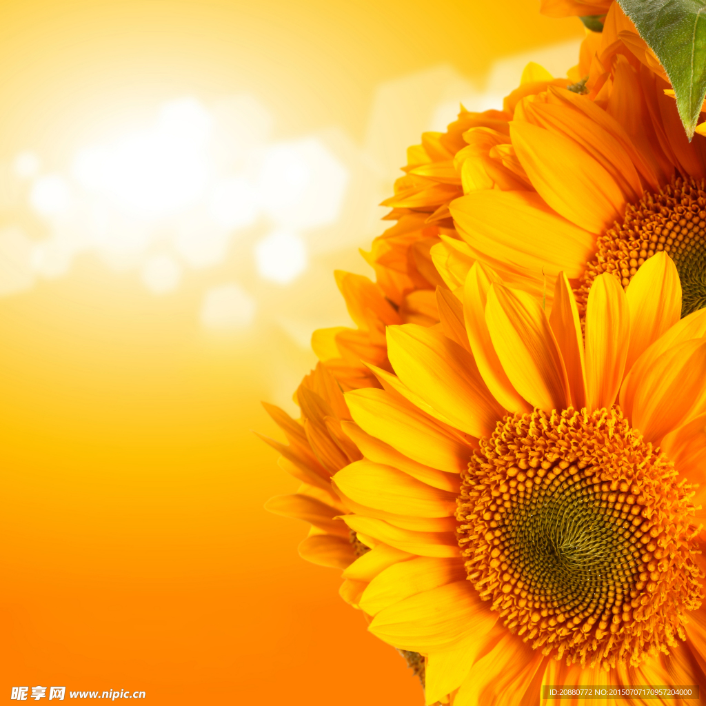 太阳花