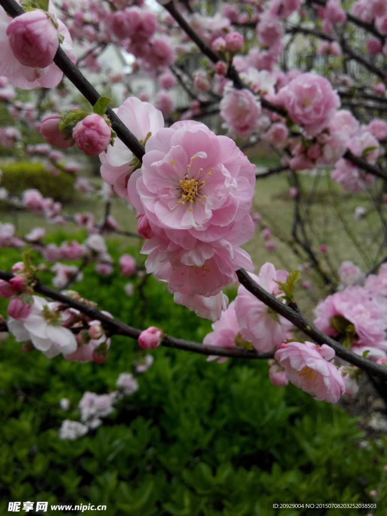 桃花