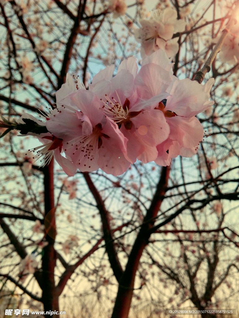 桃花