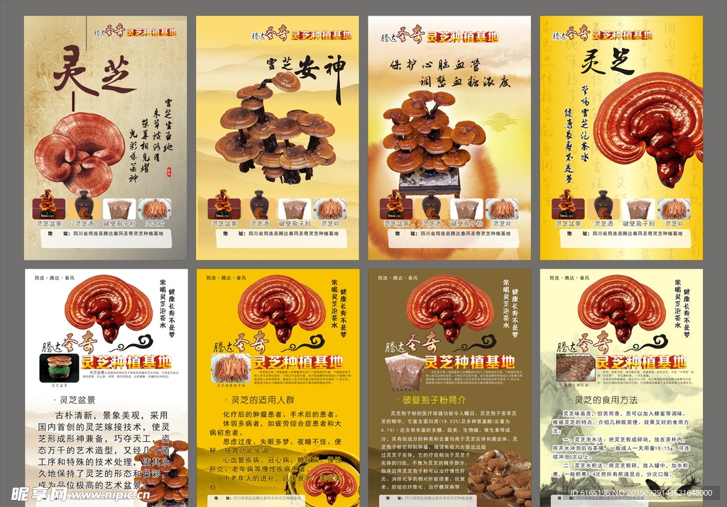 灵芝挂图