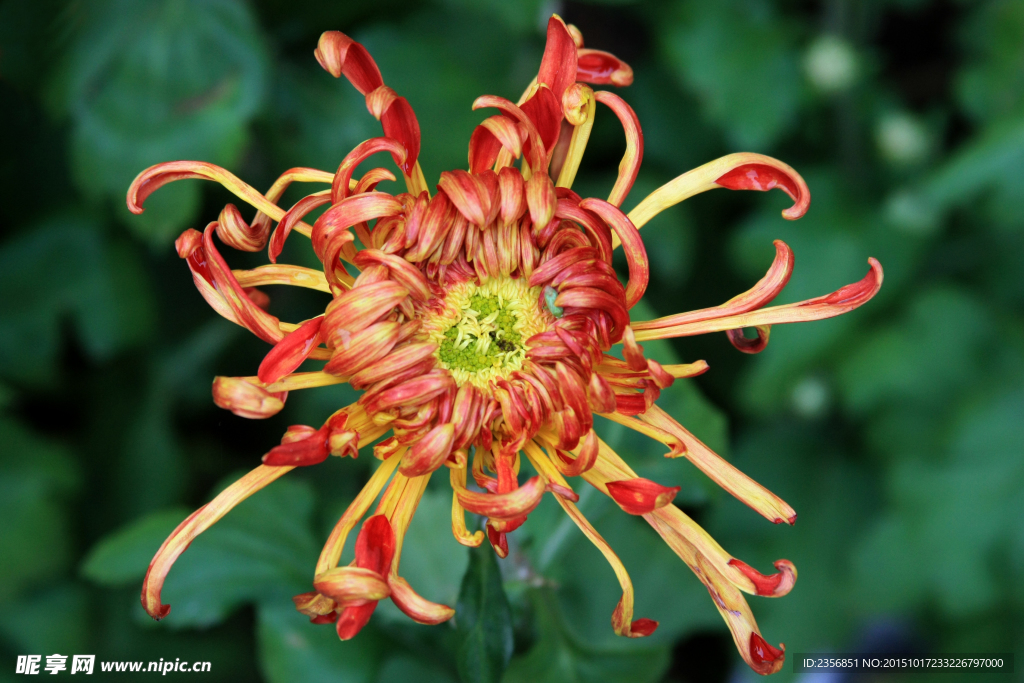 菊花