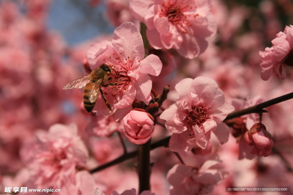 蜜蜂