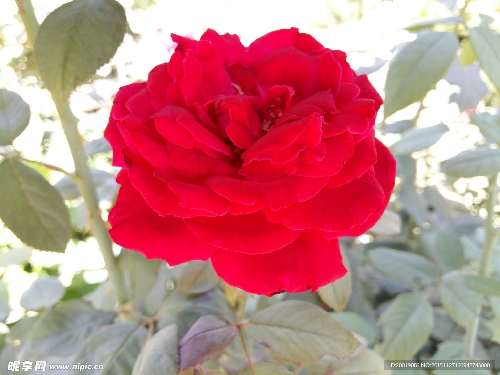 月季花
