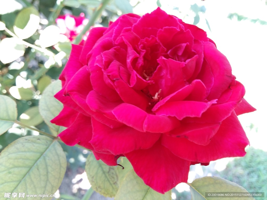 月季花