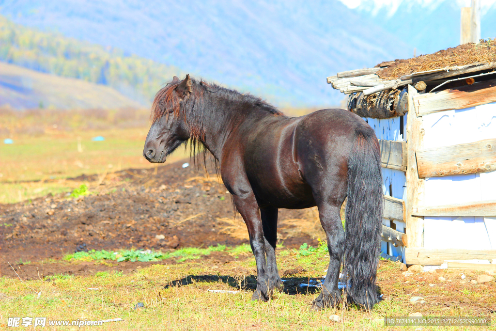 喀纳斯公园的马
