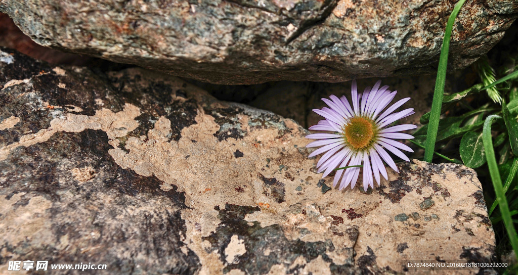 石缝里的鲜花