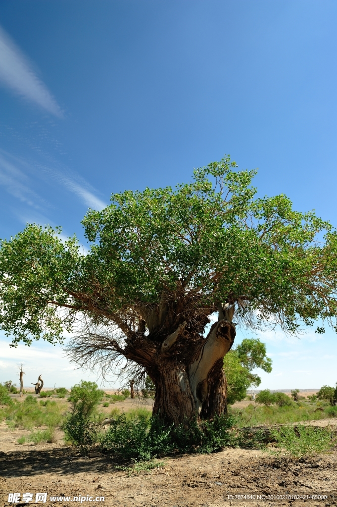 荒漠中的大树