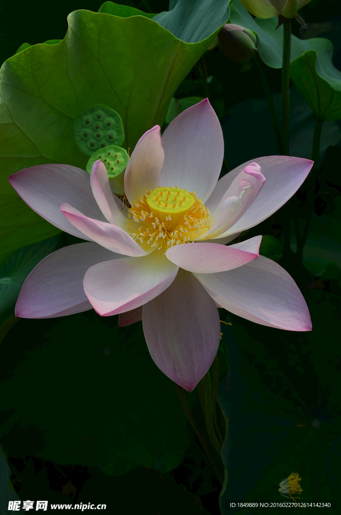 荷花