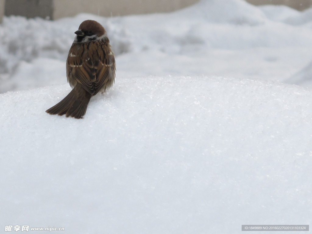 麻雀与雪