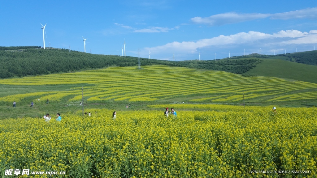 草原天路油菜花