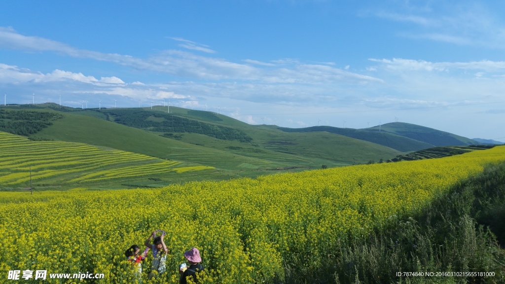 草原天路油菜花