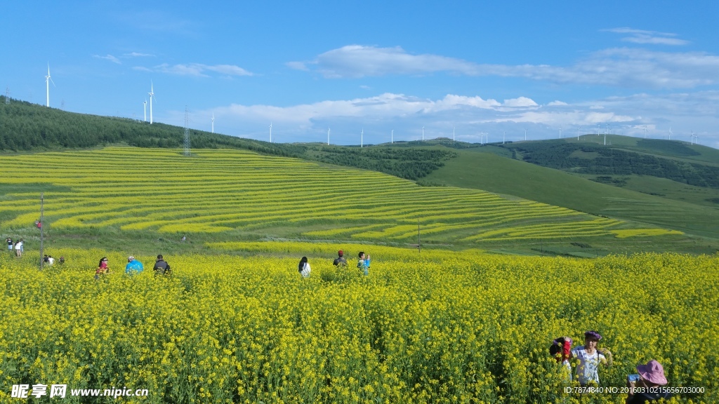 草原天路油菜花