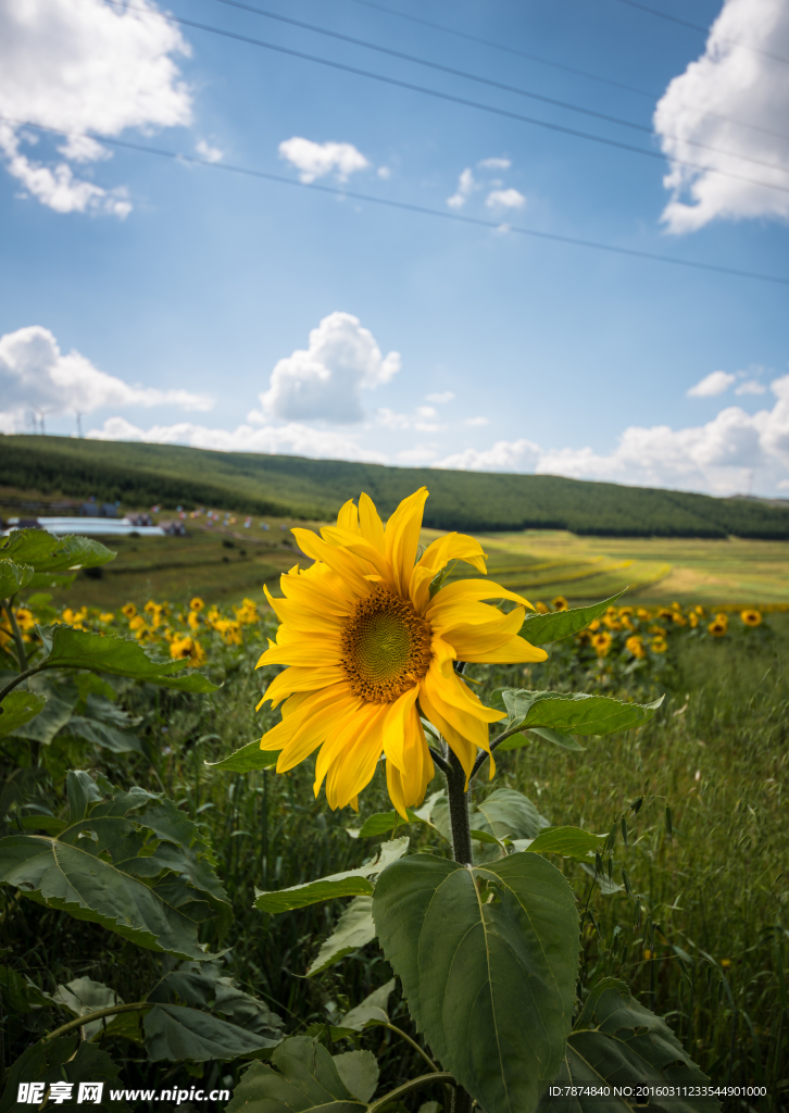 草原天路葵花丛