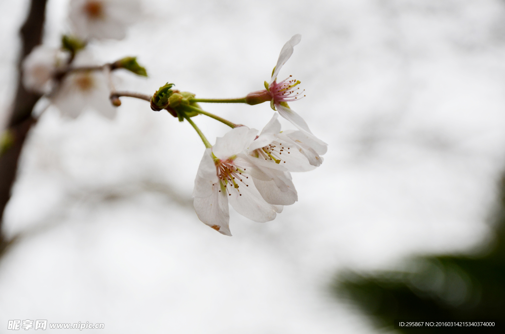 樱花