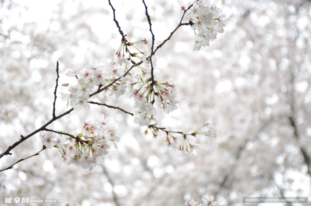 樱花