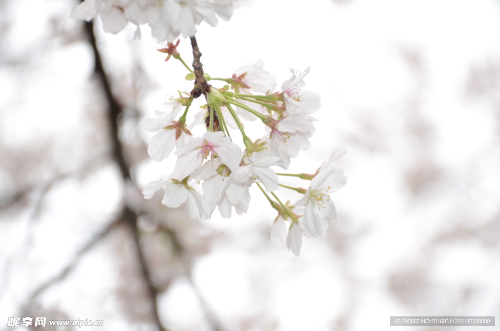 樱花
