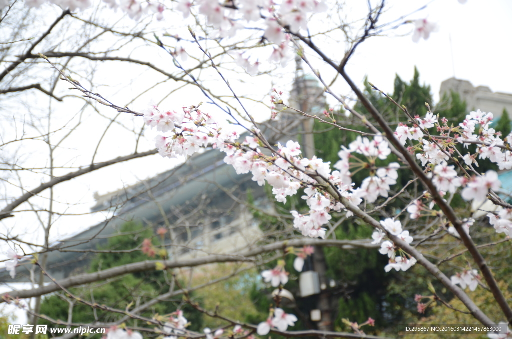 武大樱花