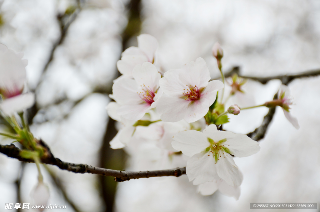 樱花