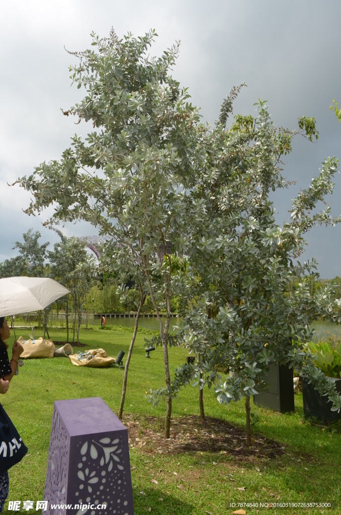 新加坡滨海植物园