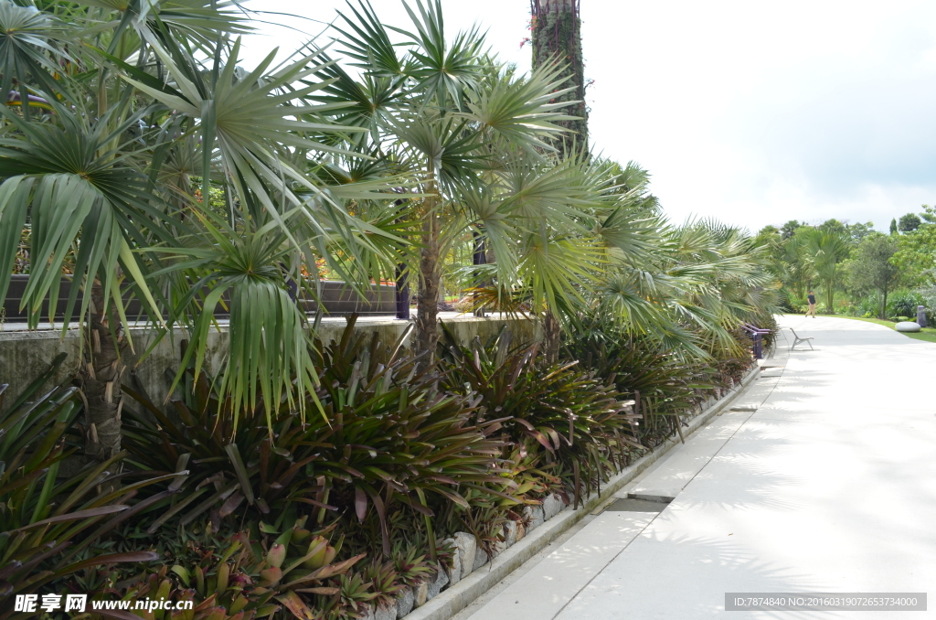 新加坡滨海植物园