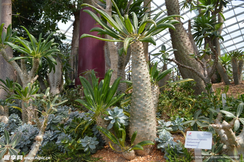 新加坡滨海植物园