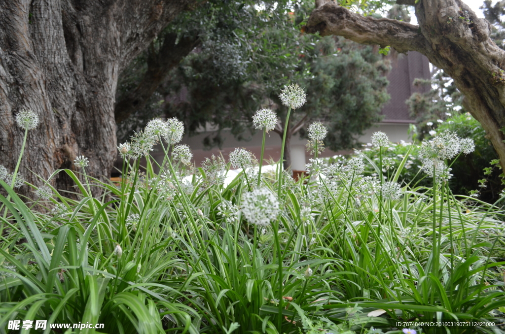 新加坡滨海植物园