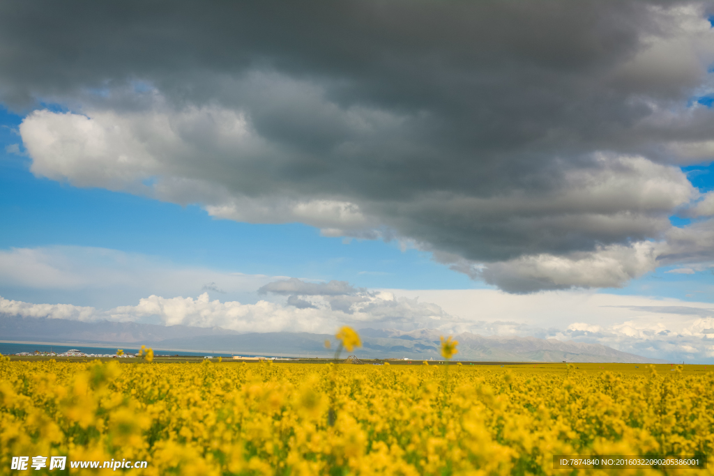 青海湖油菜花